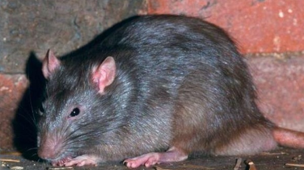 A 14 anni sbranata nel sonno dai topi: i contorni della storia sono sconcertanti