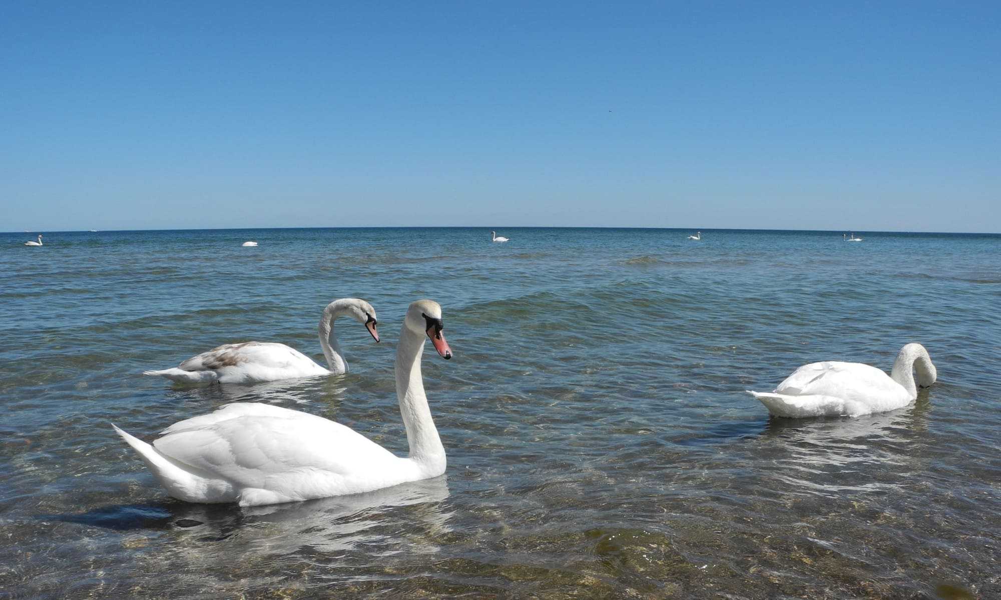 Spettacolo alato in Sicilia: cigni reali fanno tappa sulla spiaggia di Milazzo