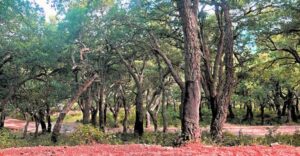 A Geraci Siculo la proposta: un marchio certificato per le sugherete siciliane